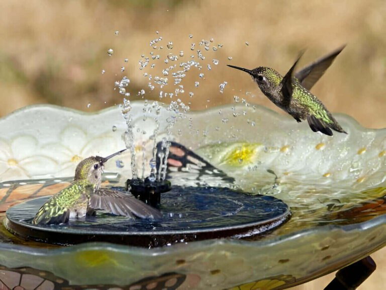 do-hummingbirds-use-bird-baths