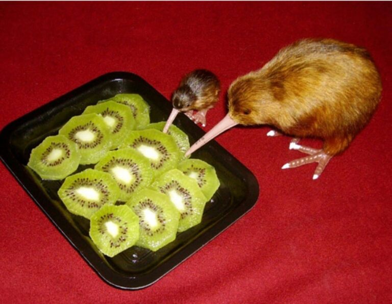 Do Kiwi Birds Eat Kiwi Fruit