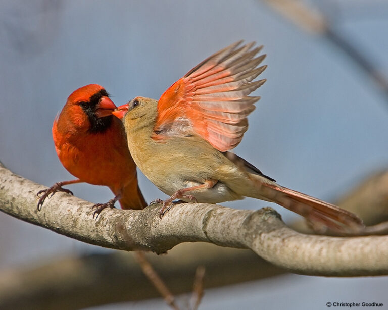 Do Male Cardinals Feed Females