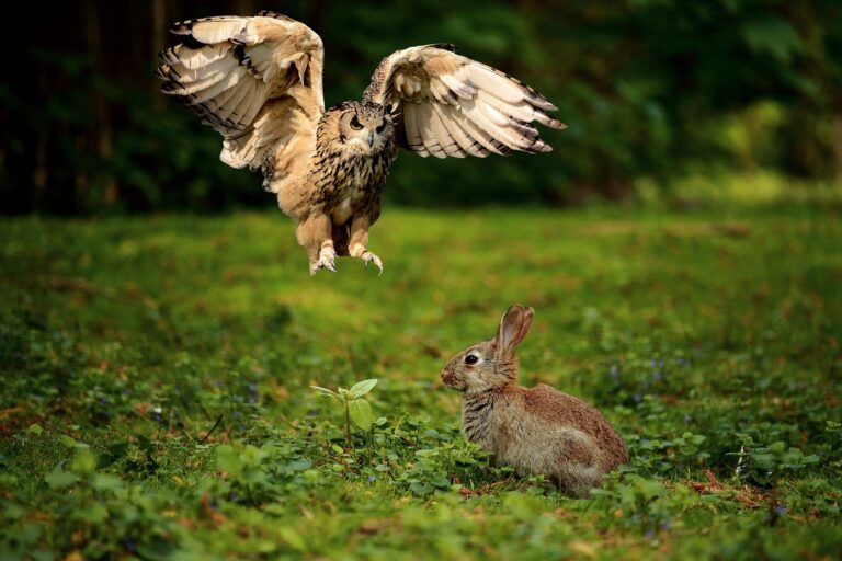Do Owls Eat Bunnies