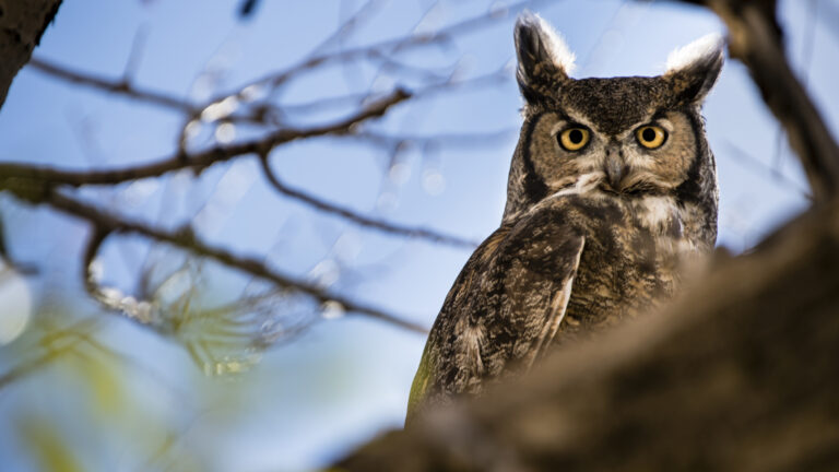 Do Owls Hoot During the Day