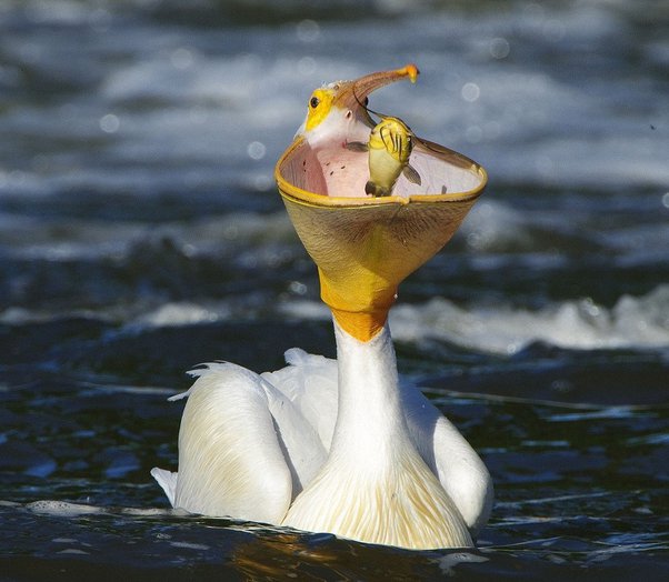 Do Pelicans Have Teeth