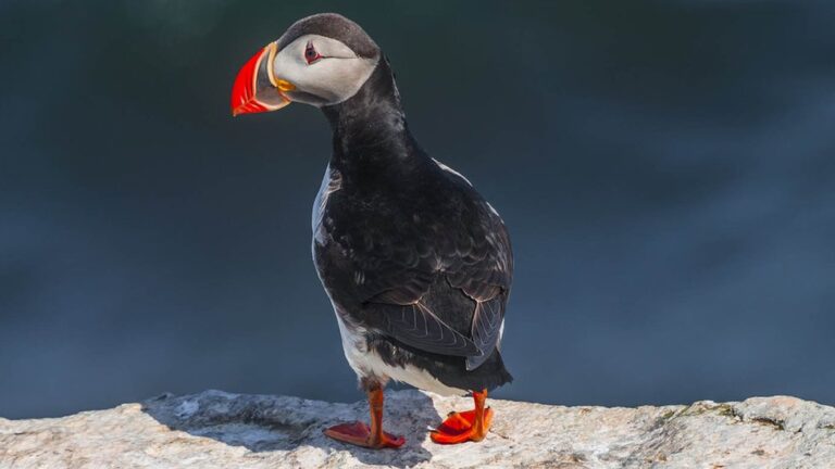 Do People Eat Puffins