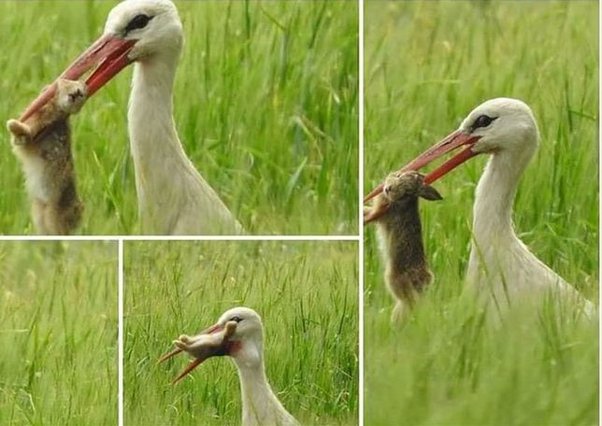 Do Rabbits Eat Birds