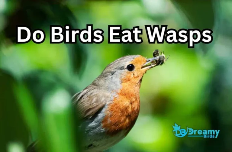 Do Robins Eat Wasps