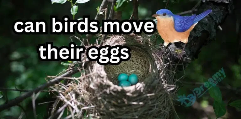 Do Robins Move Their Eggs