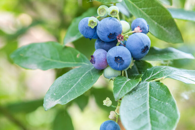 Do Snakes Eat Blueberries