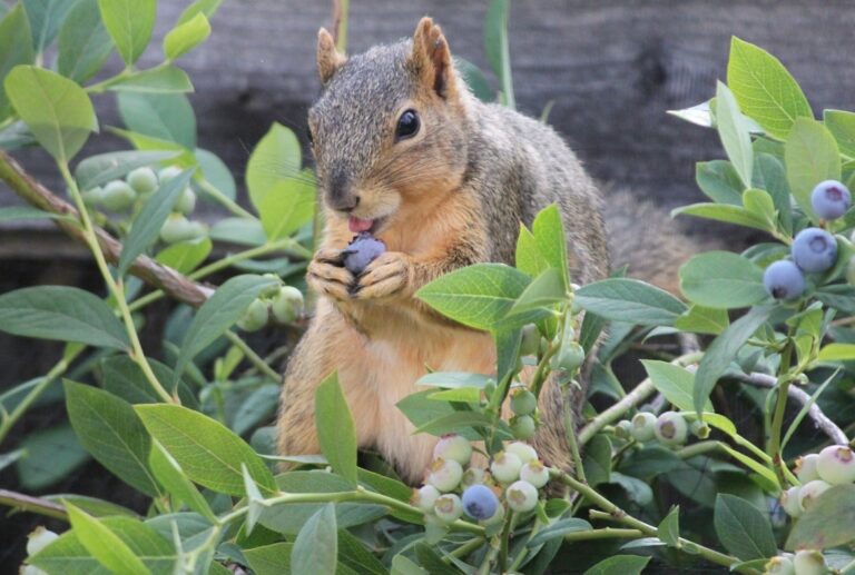 Do Squirrels Eat Blueberries?