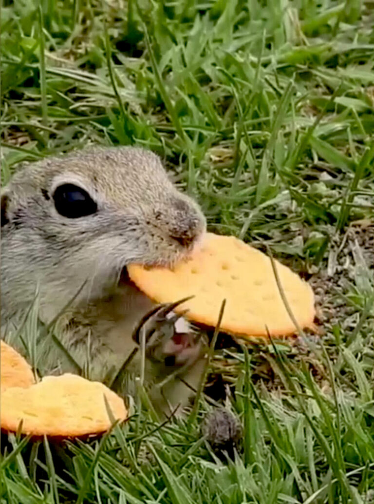 Do Squirrels Eat Crackers