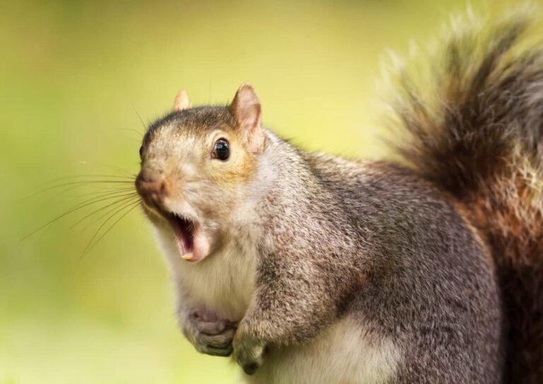Do Squirrels Hate Mothballs