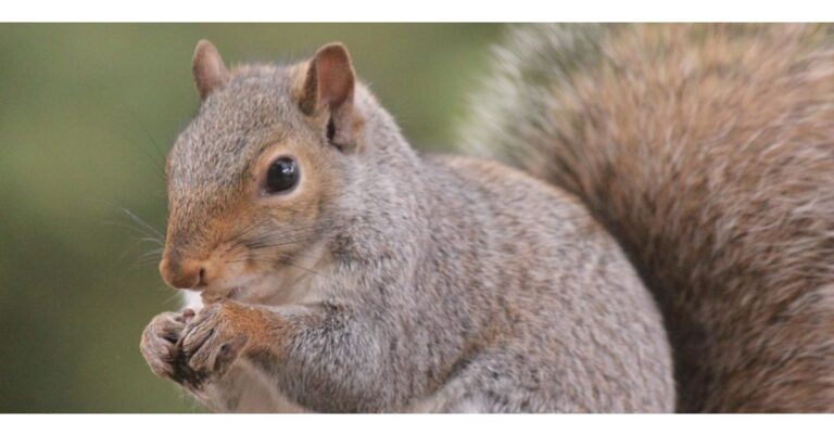 Do Squirrels Hate Peppermint