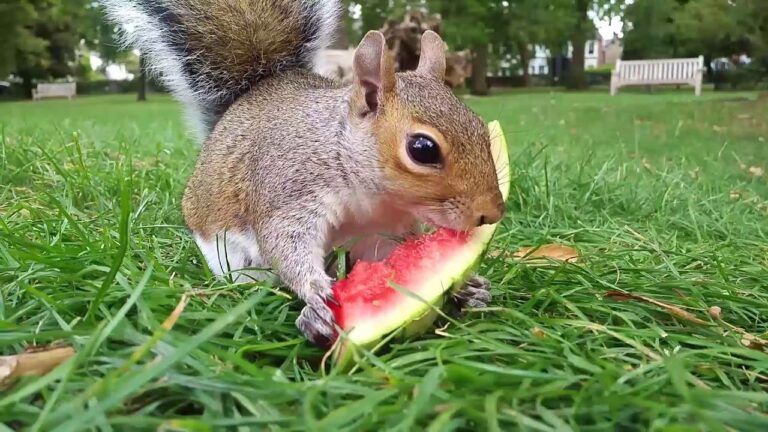 Do Squirrels Like Watermelon