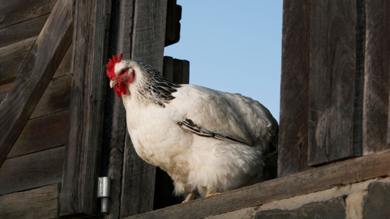 Does a Hen Crow
