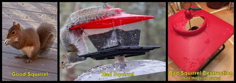 Does Aluminum Foil Keep Squirrels Away from Bird Feeders
