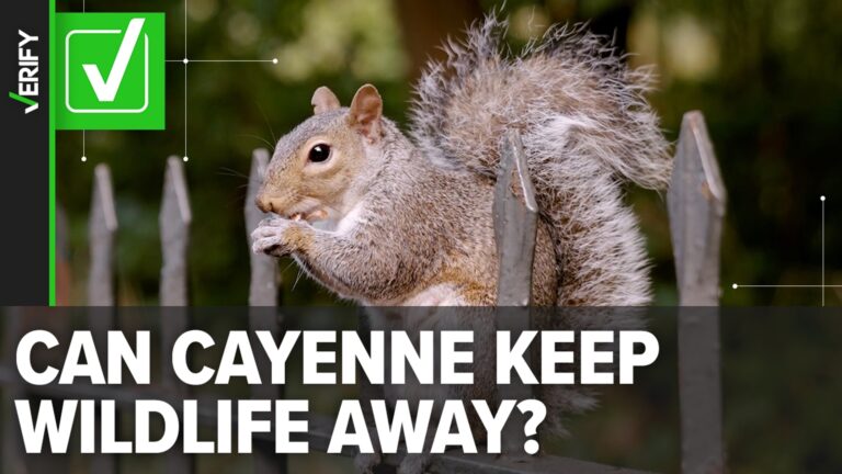 Does Cayenne Pepper Deter Squirrels