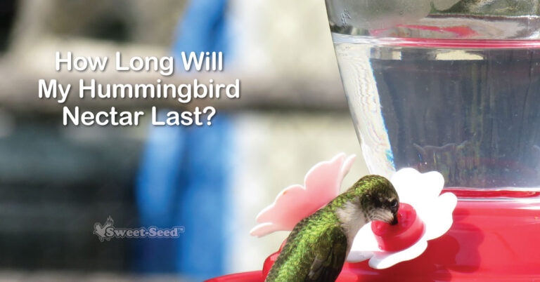 Does Hummingbird Nectar Go Bad