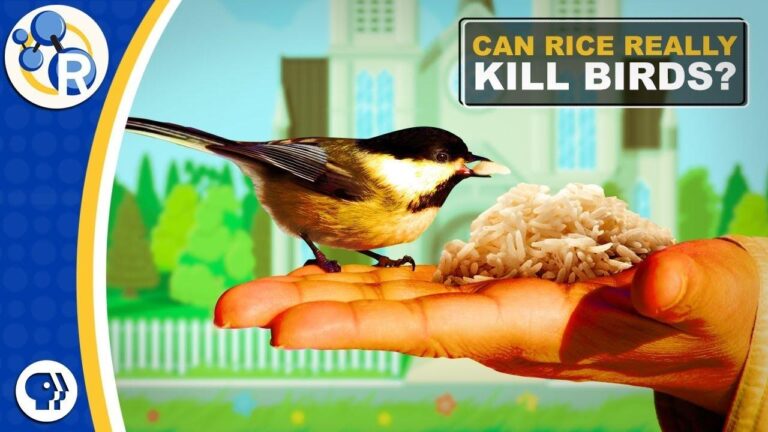 Does Rice Hurt Birds?