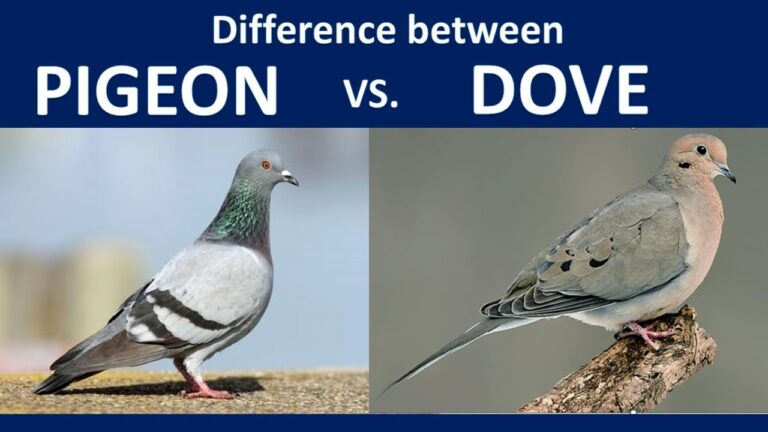 Dove Bird Vs Pigeon