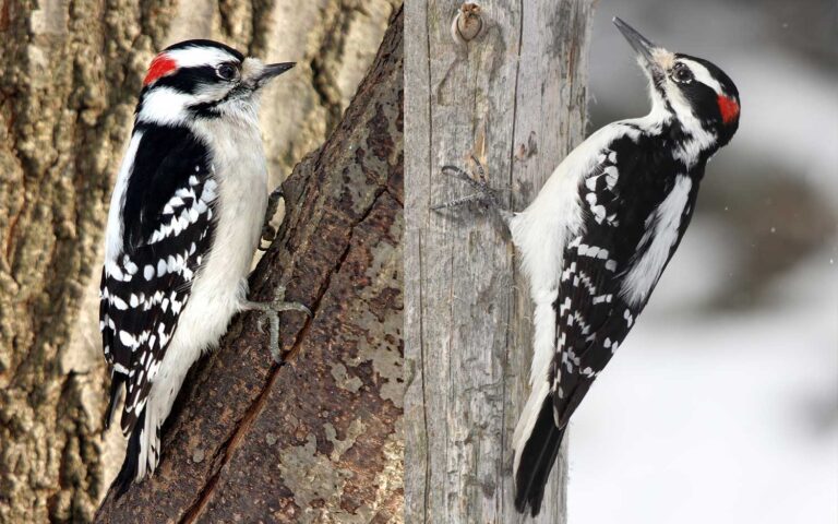 Downy V Hairy Woodpecker