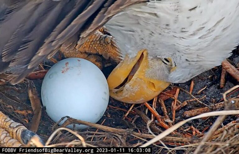 How Big are Eagle Eggs