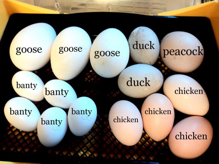 How Big are Peacock Eggs