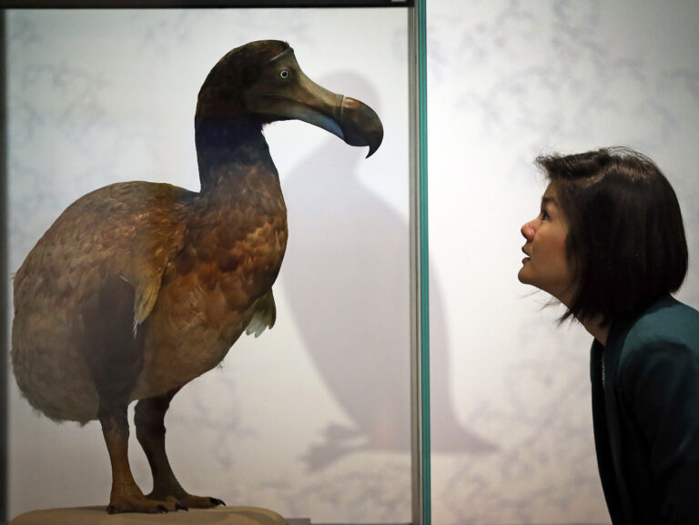 How Did Dodo Become Extinct