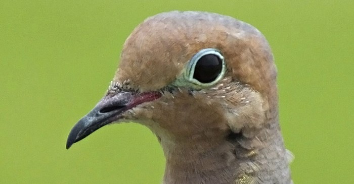 How Do Birds Breathe?