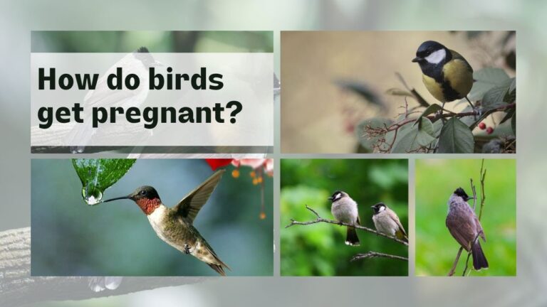 How Do Birds Get Pregnant