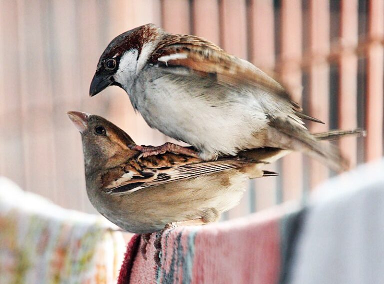 How Do Birds Mat