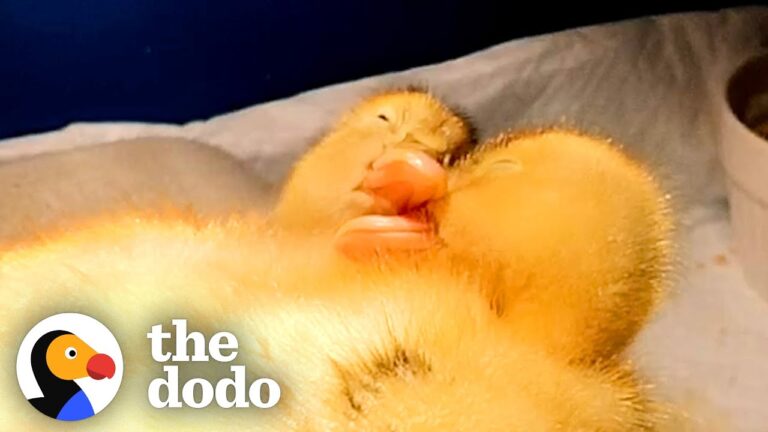 How Do Ducklings Sleep