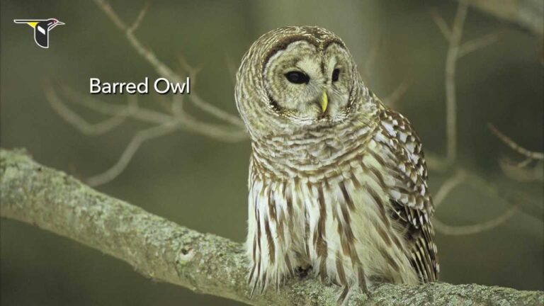 How Do You Call an Owl