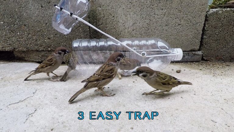 How Do You Catch a Bird?