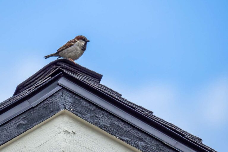 How Do You Get a Bird Out of a Building