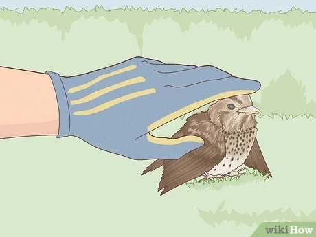 How Do You Help a Bird With a Broken Wing?
