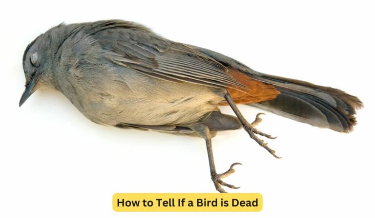 How Do You Know If a Bird is Dead?