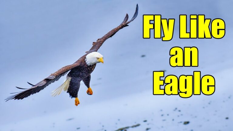 How Fast Does the Bald Eagle Fly?