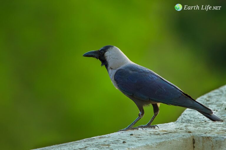 How Long Can a Crow Live