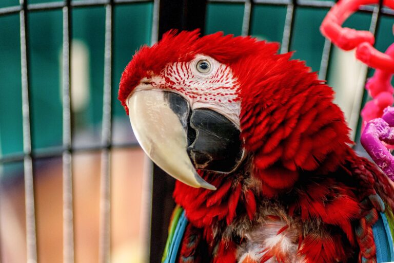 How Long Can Birds Live