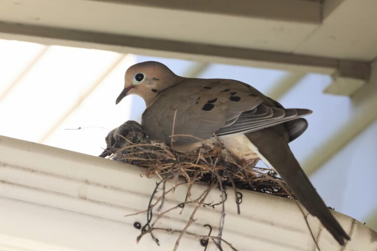 How Long Do Doves Nest