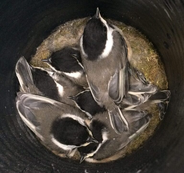How Long Does It Take for Chickadee Eggs to Hatch