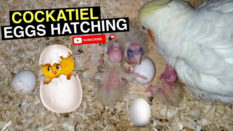 How Long Does It Take for Cockatiel Eggs to Hatch