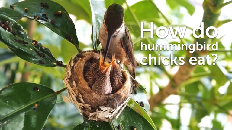 How Long Does It Take for Hummingbird Eggs to Hatch