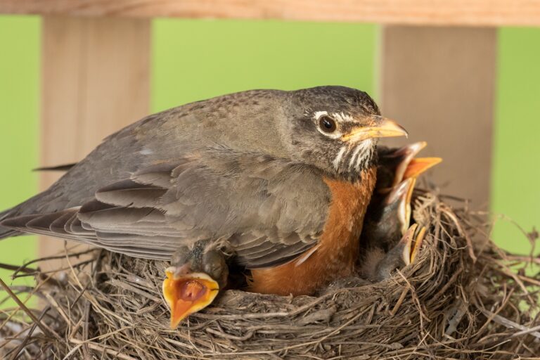 How Long is Robin Egg Incubation