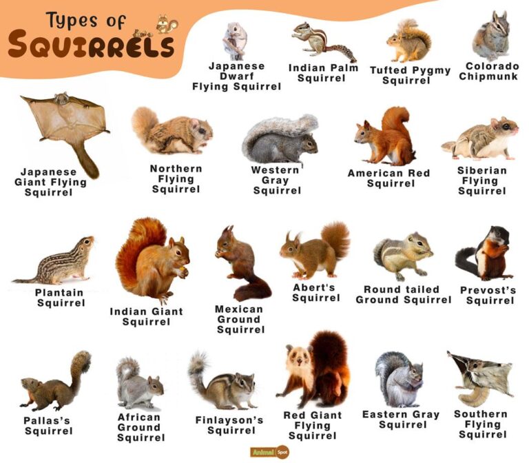 How Many Different Kinds of Squirrels are There