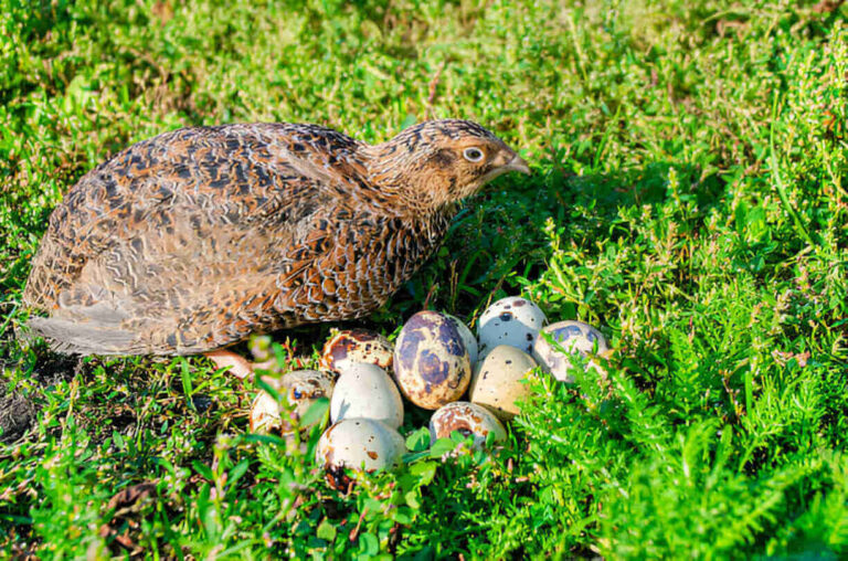 how-many-eggs-do-peahens-lay