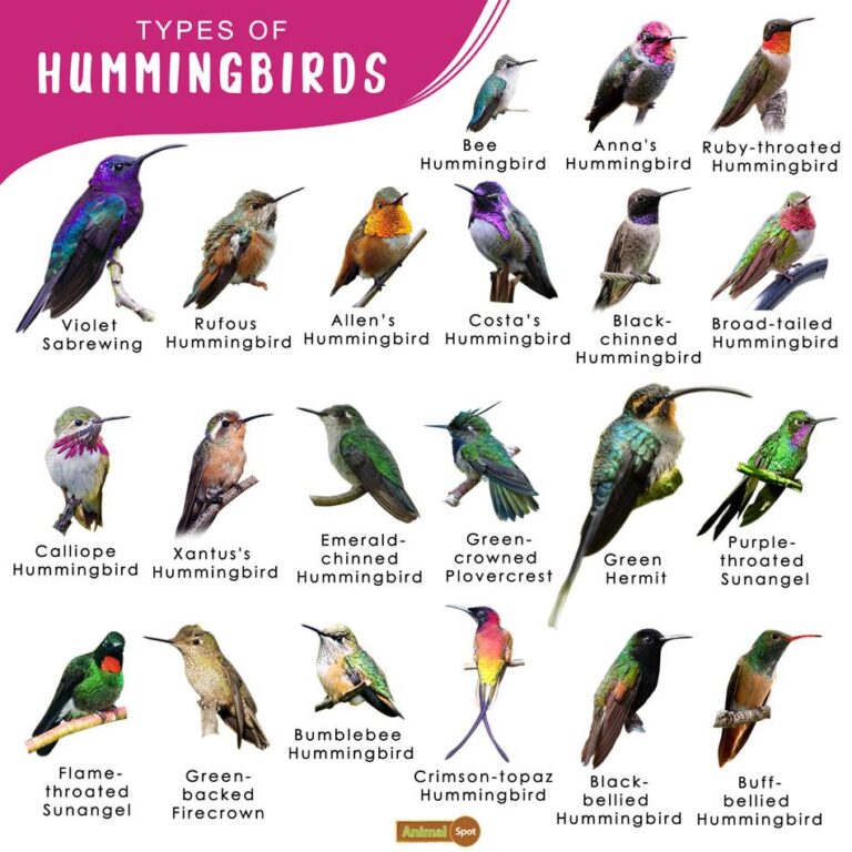 How Many Kinds of Hummingbirds are There?