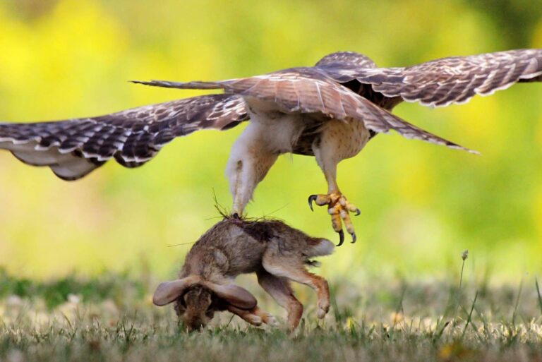 How Many Pounds Can a Hawk Carry