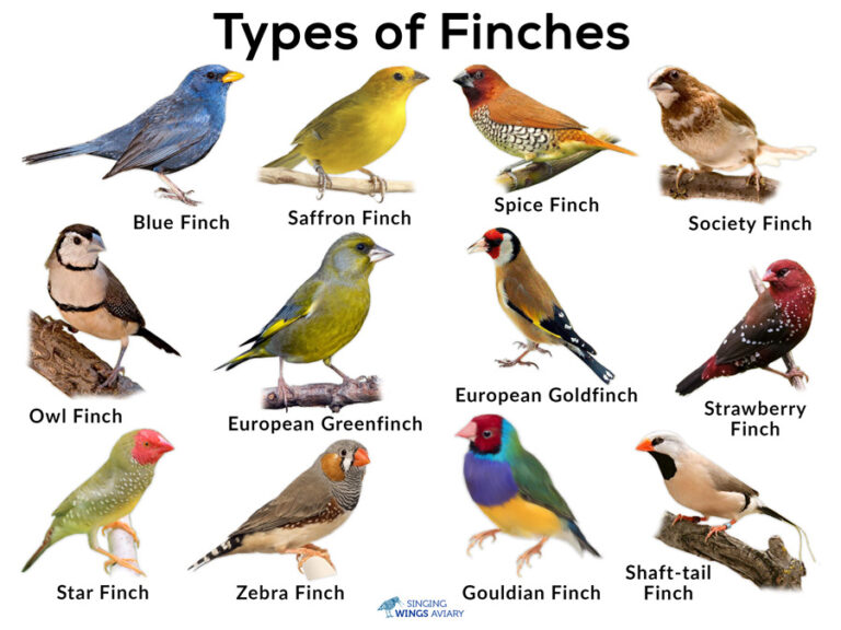How Many Types of Finches are There