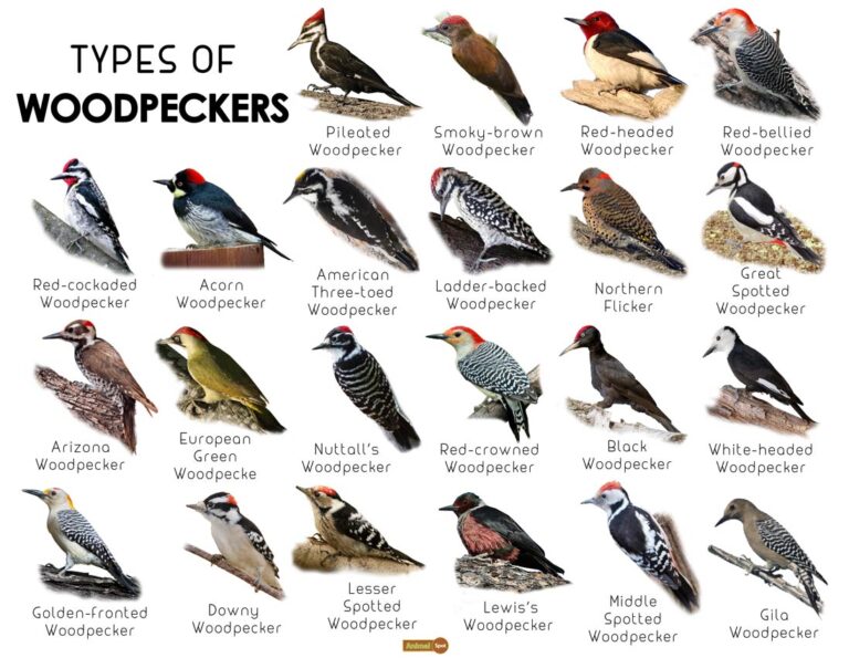 How Many Types of Woodpeckers are There