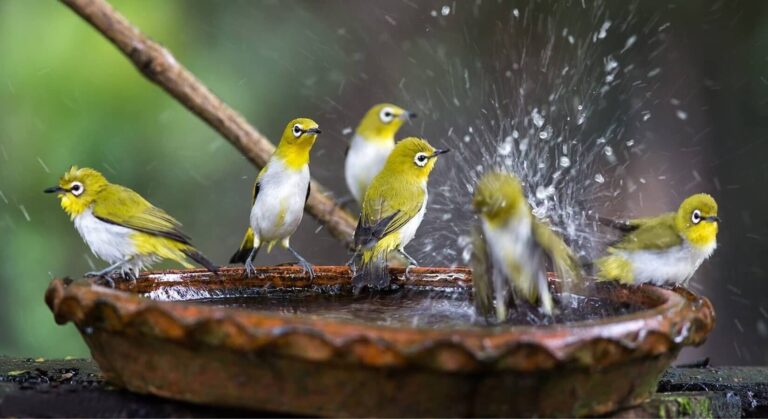 How to Attract Birds to a Bird Bath?